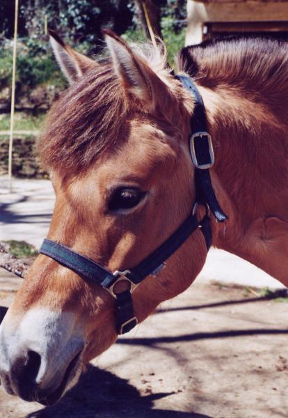 Chevaux