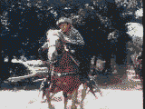 cow-boy